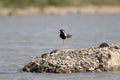 Red-wattled lapwing