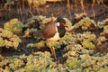 Red-wattled lapwing