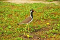 The red-wattled lapwing Vanellus indicus , Sri Lanka