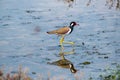 The red-wattled lapwing is an Asian lapwing or large plover