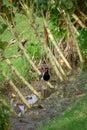 Red-wattled lapwing is an Asian lapwing or large plover, a wader in the family Charadriidae