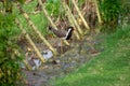 Red-wattled lapwing is an Asian lapwing or large plover, a wader in the family Charadriidae