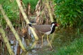 Red-wattled lapwing is an Asian lapwing or large plover, a wader in the family Charadriidae