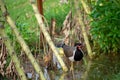 Red-wattled lapwing is an Asian lapwing or large plover, a wader in the family Charadriidae