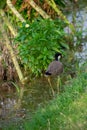 Red-wattled lapwing is an Asian lapwing or large plover, a wader in the family Charadriidae