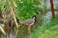 Red-wattled lapwing is an Asian lapwing or large plover, a wader in the family Charadriidae