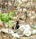 Red wattled lapwing bird