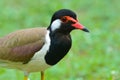 Red-wattled lapwing bird