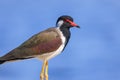 Red wattled Lapwing bird close up view Royalty Free Stock Photo