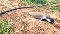 Red wattled Lapwing bird in the field, close up footage