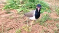 Red wattled Lapwing bird in the field, close up footage