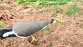 Red wattled Lapwing bird in the field, close up footage