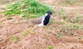 Red wattled Lapwing bird in the field