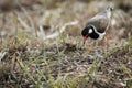 The Red-wattled Lapwing. Royalty Free Stock Photo