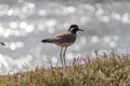 A Red wattled Lapwing bird with long legs, red beak landed on Canal bank and bokeh of reflected light in the background