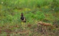 Red wattled Lapwing