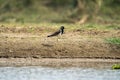 Red-wattled lapwing bird perched on a dry shore of a lake Royalty Free Stock Photo