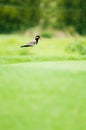 Red wattled Lapwing bird standing on green lawn with blurry foregroung and background