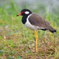 Red-wattled lapwing bird Royalty Free Stock Photo