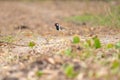 Red Wattled Lapwing bird are walking on the ground Royalty Free Stock Photo