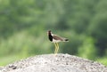 Red-wattled Lapwing Royalty Free Stock Photo