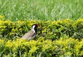 Red-wattled Lapwing in the hedges Royalty Free Stock Photo