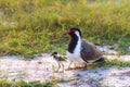 red wattled lapwing juveniles , closeup of baby birds, lapwing juvenile on the ground in blur background