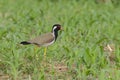 Red-wattled lapwing