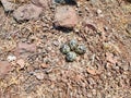 Red-wattled lapwing nest of four eggs Royalty Free Stock Photo