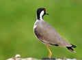 Red-wattled lapwing