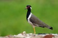 Red-wattled lapwing