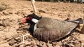 Red wattled lapwing sitting on her eggs