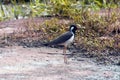 Red-Wattled Lapwing of South India Royalty Free Stock Photo