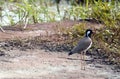 Red-Wattled Lapwing of South India Royalty Free Stock Photo