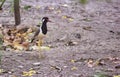 Red wattled lapwing, a species of Plovers bird