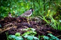 Red wattled lapwing spotted near sinhgad fort Pune