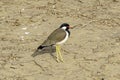 A red-wattled lapwing standing on the dry ground in Ranthambore.