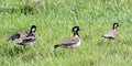 Red-wattled Lapwing Royalty Free Stock Photo