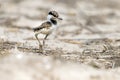 red wattled lapwing juvenile in blur background