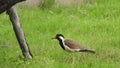 Red wattled lapwing vanellus indicus, beautiful red wattled lapwing bird. Single red wattled lapwing bird. red wattled lapwing bi