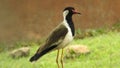 Red wattled lapwing vanellus indicus, beautiful red wattled lapwing bird. Single red wattled lapwing bird. red wattled lapwing bi