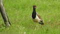 Red wattled lapwing vanellus indicus, beautiful red wattled lapwing bird. Single red wattled lapwing bird. red wattled lapwing bi