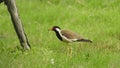 Red wattled lapwing vanellus indicus, beautiful red wattled lapwing bird. Single red wattled lapwing bird. red wattled lapwing bi