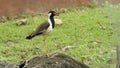 Red wattled Lapwing Vanellus Indicus, beautiful red wattled lapwing bird. Single red wattled lapwing bird. red wattled lapwing bi