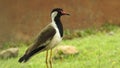 Red wattled lapwing vanellus indicus, beautiful red wattled lapwing bird. Single red wattled lapwing bird. red wattled lapwing bi