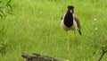 Red wattled lapwing vanellus indicus, beautiful red wattled lapwing bird. Single red wattled lapwing bird. red wattled lapwing bi