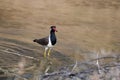 red-wattled lapwing or Vanellus indicus at a pond at Jhalana Reserve in Rajasthan India Royalty Free Stock Photo