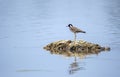 Red-Wattled lapwing Royalty Free Stock Photo