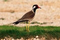 Red-wattled lapwing Vanellus indicus in Sri Lanka Royalty Free Stock Photo