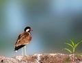 Red Wattled Lapwing water bird Royalty Free Stock Photo